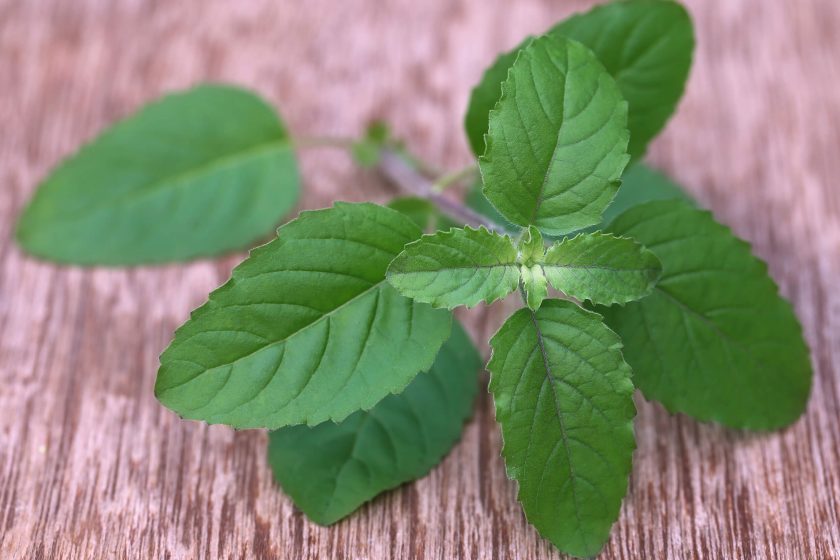 Tulsi