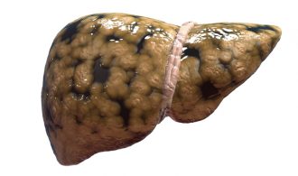 Liver